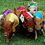 Noahs Thoroughbred Racing Pigs Thumbnail