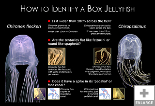Box Jellyfish Poster